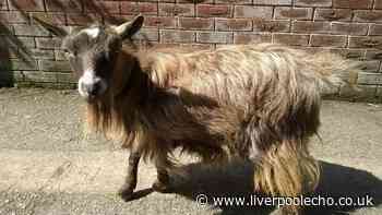 One of Rice Lane Farm's oldest animals dies as tributes flood in