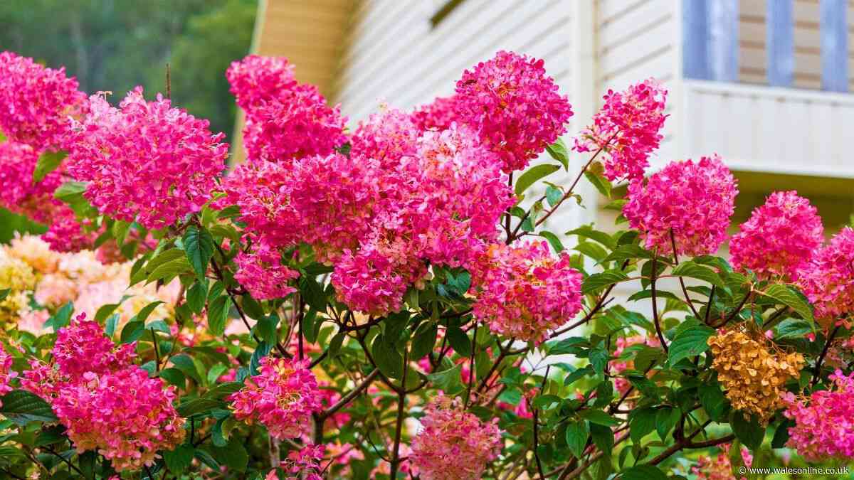 Hydrangeas will grow better blooms next year if you do 1 simple task in October