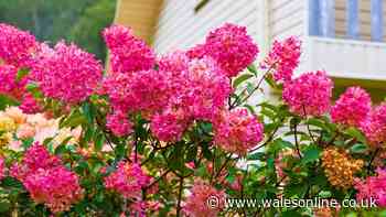 Hydrangeas will grow better blooms next year if you do 1 simple task in October