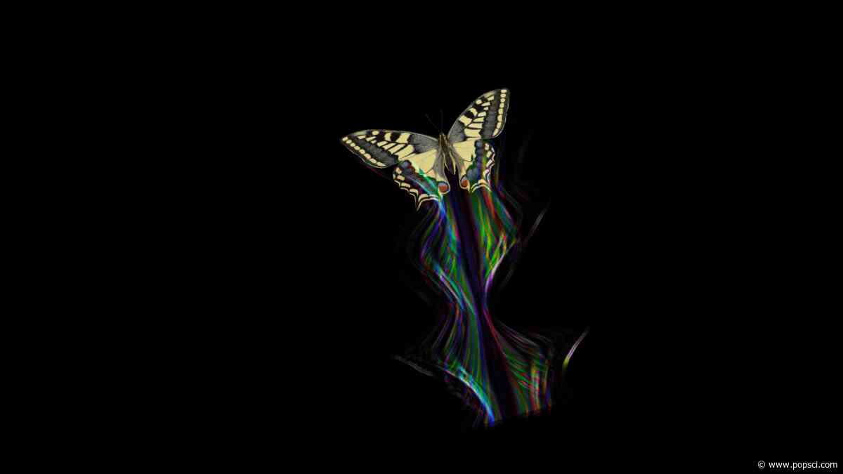 Butterfly wings create dazzling optical illusions