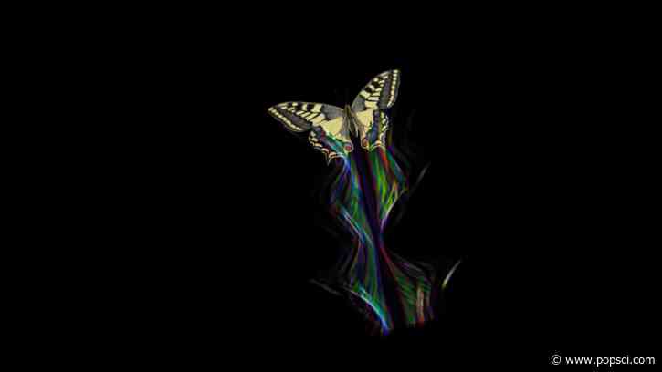 Butterfly wings create dazzling optical illusions