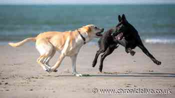 The North East beaches where dog bans will be lifted from October 1