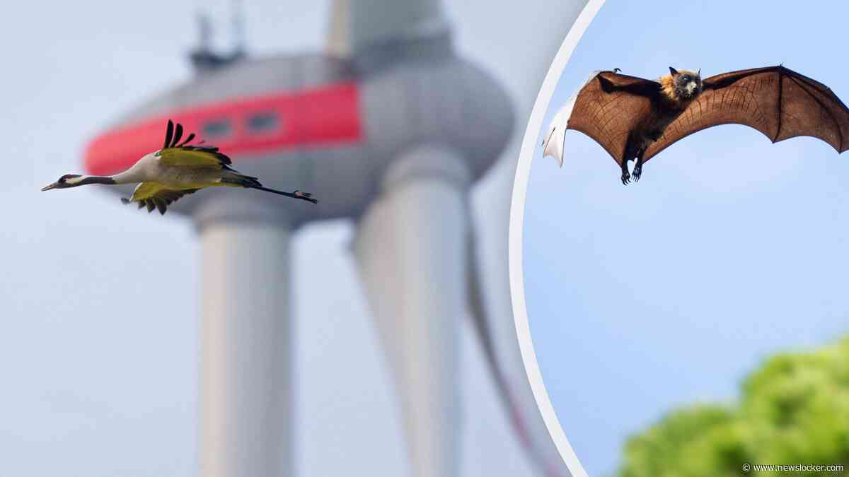 TNO geeft windmolens ’ogen in het donker’: deze radar kan vleermuissterfte voorkomen