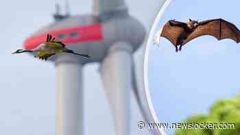 TNO geeft windmolens ’ogen in het donker’: deze radar kan vleermuissterfte voorkomen