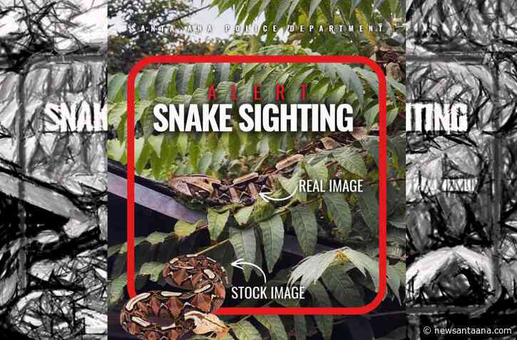 Highly venomous Gaboon Viper reported in Santa Ana neighborhood; police issue public advisory