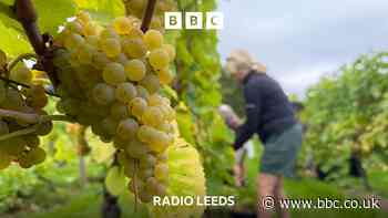 Record-breaking heat leads to Yorkshire wine boom