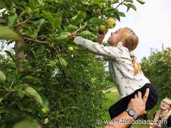 Photo gallery: Picking apples at MacQueen Orchards