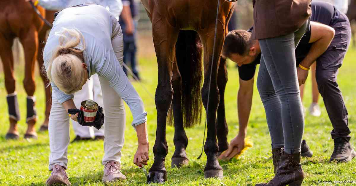 Eerst even bewijzen dat je paard fit is voor Military Boekelo: ‘Bij twijfel was ik hier niet eens verschenen’