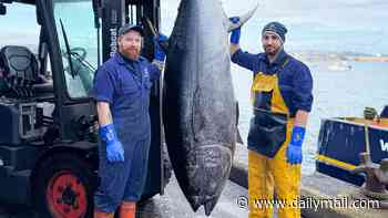 Monster 9ft-long and 621lb bluefin tuna is caught by fishermen in British waters