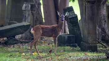 Scots urban deer to be culled - and the venison will go to foodbanks