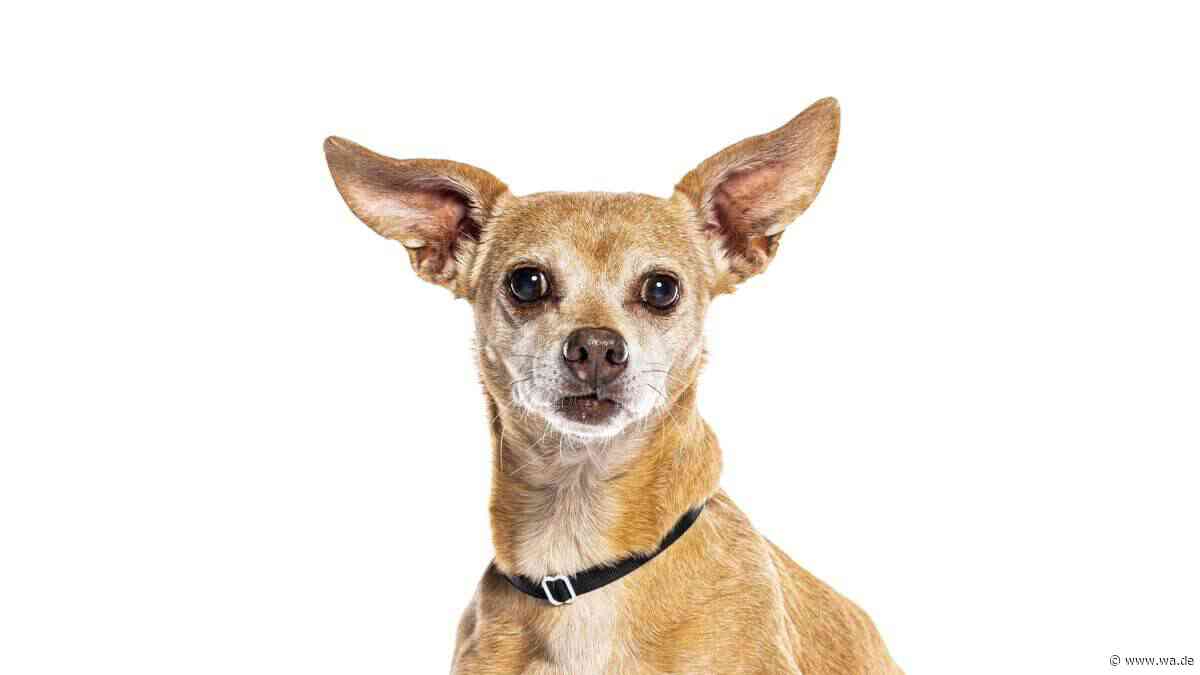 Mexikanisches Militär rekrutiert neuen Helfer: Chihuahua Comando