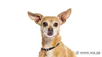Mexikanisches Militär rekrutiert neuen Helfer: Chihuahua Comando