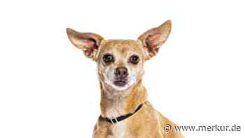 Mexikanisches Militär rekrutiert neuen Helfer: Chihuahua Comando