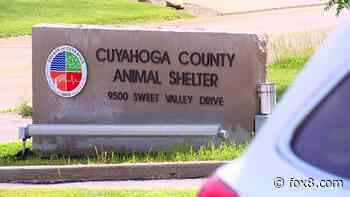 Cuyahoga County Animal Shelter offering free microchipping for dogs