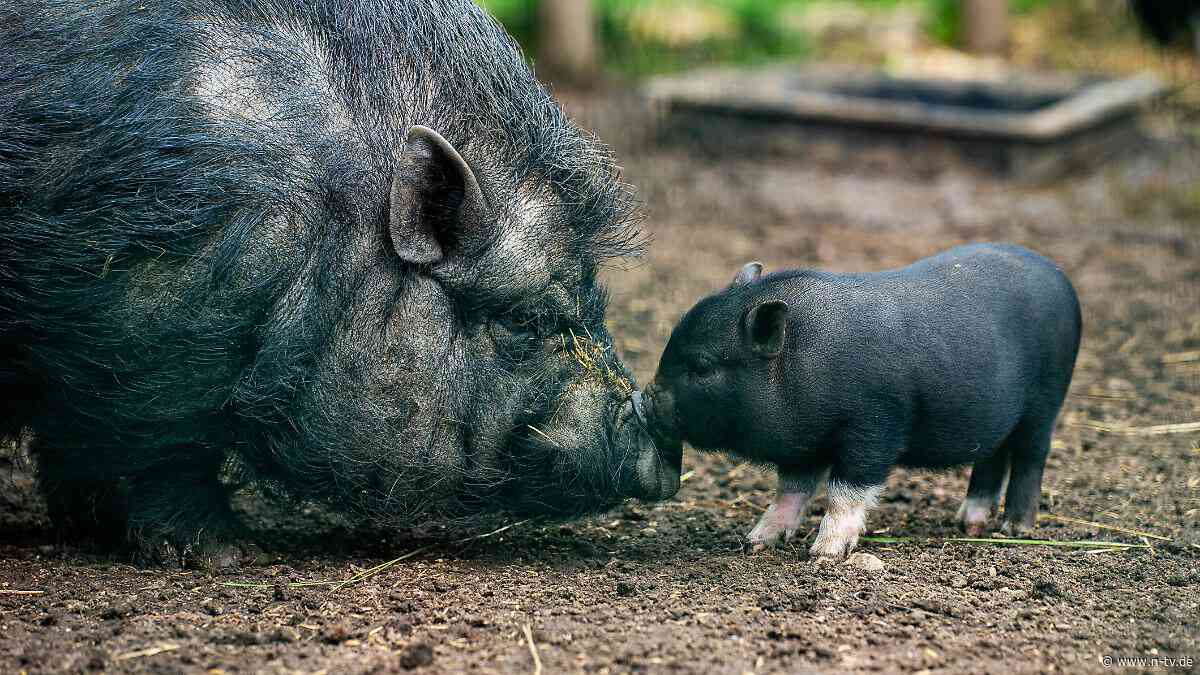 Lass die Sau raus! : Schwein darf nicht in Altbauwohnung gehalten werden