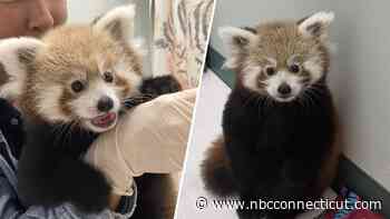 Beardsley Zoo's first-ever red panda cub has a name: Meet Pabu