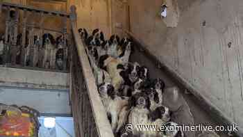Footage inside 'appalling' Doncaster home where 82 dogs were crammed in 'floor-to-ceiling' faeces