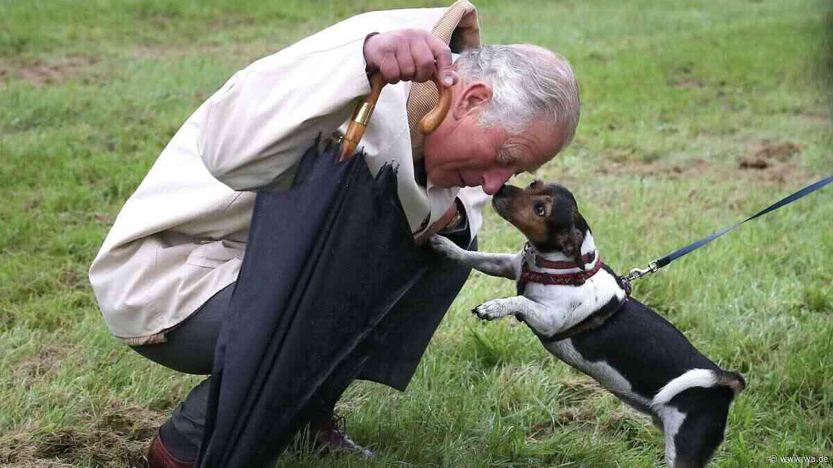 Tierheim-Hunde im Palast: Diese Vierbeiner haben bei den Royals das Sagen