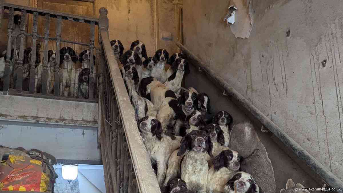 Footage inside 'appalling' Doncaster home where 82 dogs were crammed in 'floor-to-ceiling' faeces