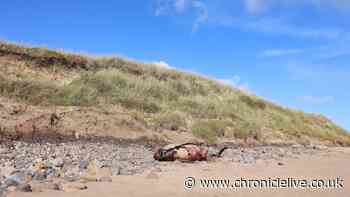 Council issues safety warning after porpoise washes up on Northumberland beach
