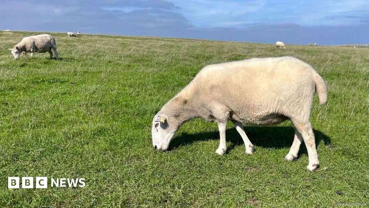 Dog destroyed after series of sheep deaths