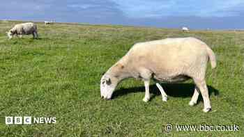 Dog destroyed after series of sheep deaths