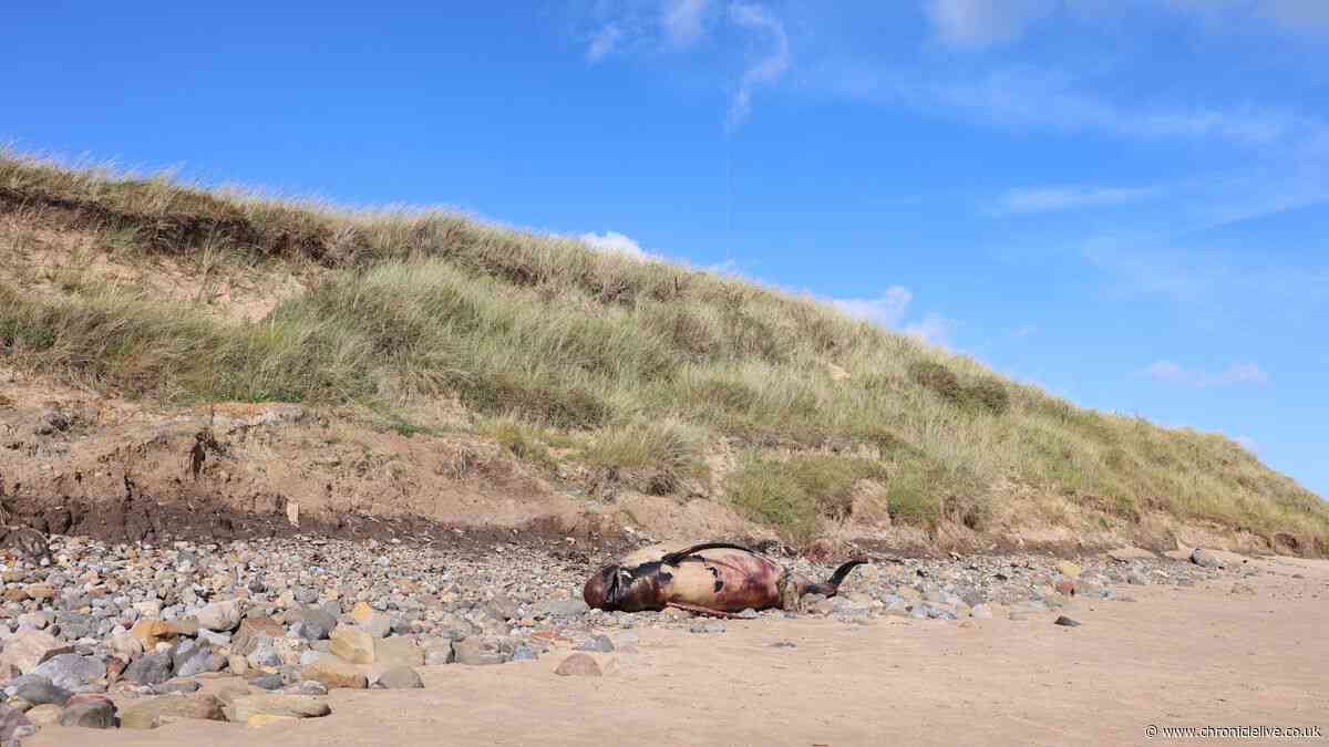 Council issues safety warning after porpoise washes up on Northumberland beach