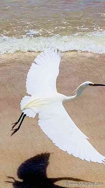Hunting Heron Bird Catching Prey in Florida