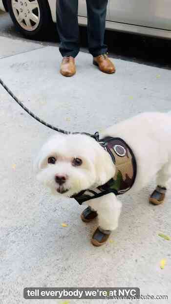 NYC Dog Models His Sneakers & Camo Dog Vest…