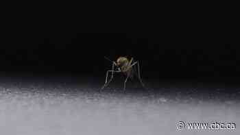 Mosquitoes still bugging Regina residents amid late population boom
