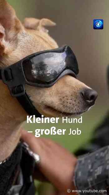 Chihuahua bei mexikanischer Nationalgarde