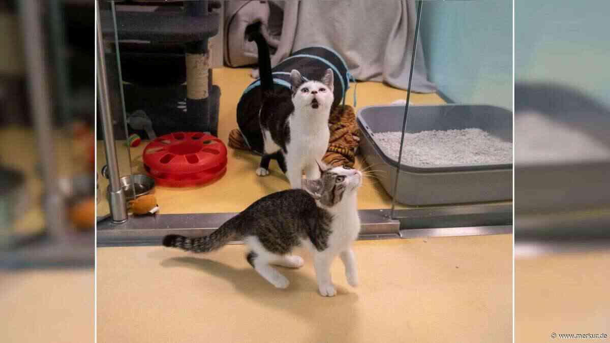 „Kleiner Kater mit einem traurigen Schicksal“: Tierheim sucht Zuhause für Henni
