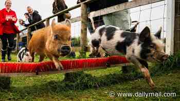Ready, set, sow! Miniature pigs named Light Pig McQueen, Post Maloin and Amy Swinehouse race at Devon farm