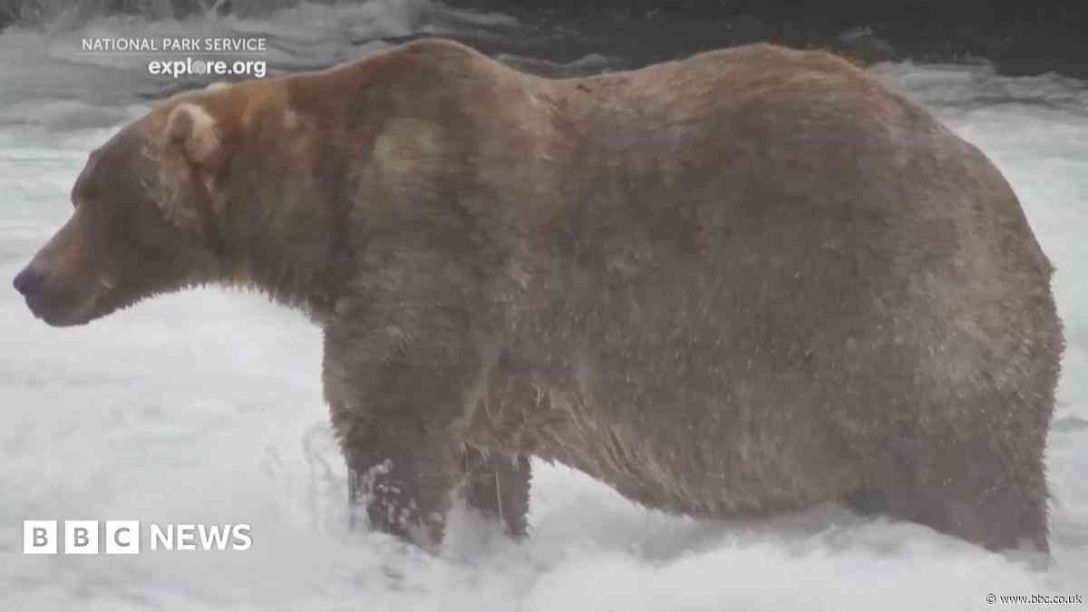 Meet 'Backpack', the chunky bear who won Fat Bear Week