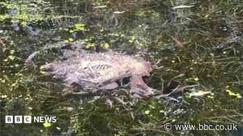 Dead animals found in canal where children row