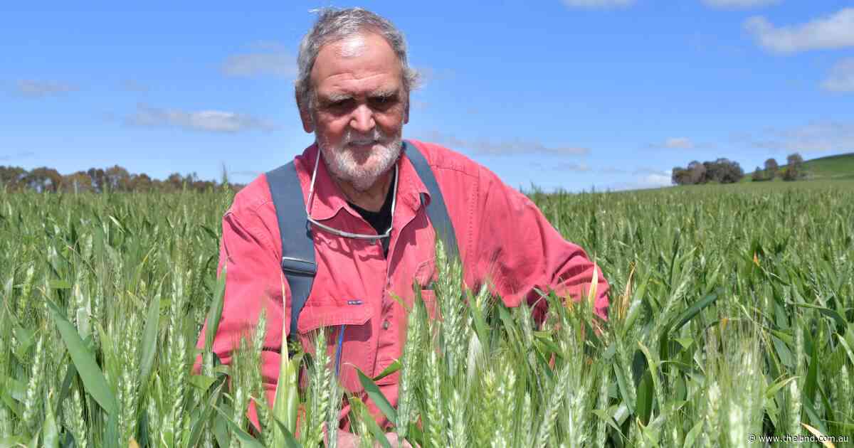 Why this cropper credits a disc seeder as the 'cornerstone' of the operation