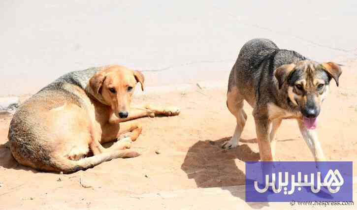 كلاب ضالة تنهي حياة رجل بأيت زينب