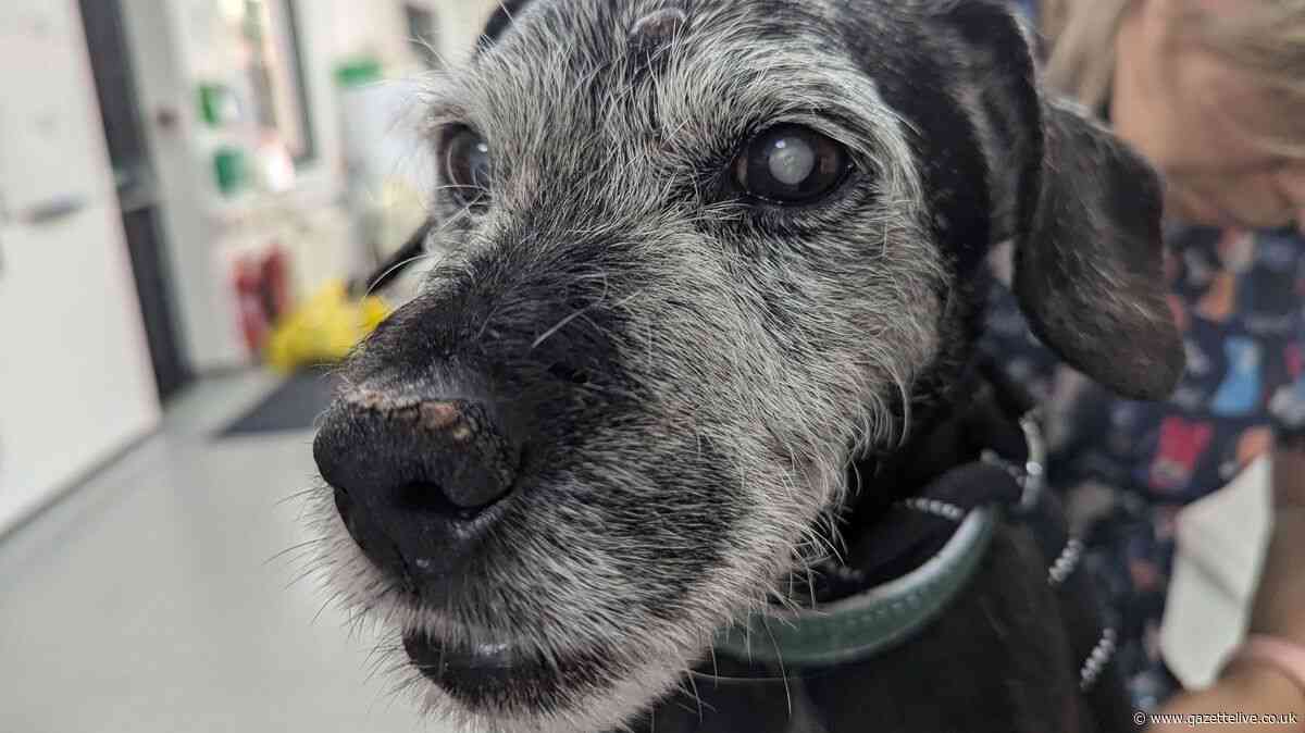 Cruel Darlington dog owner kicked and dragged elderly pet - leaving him 'too stiff' to walk into vets