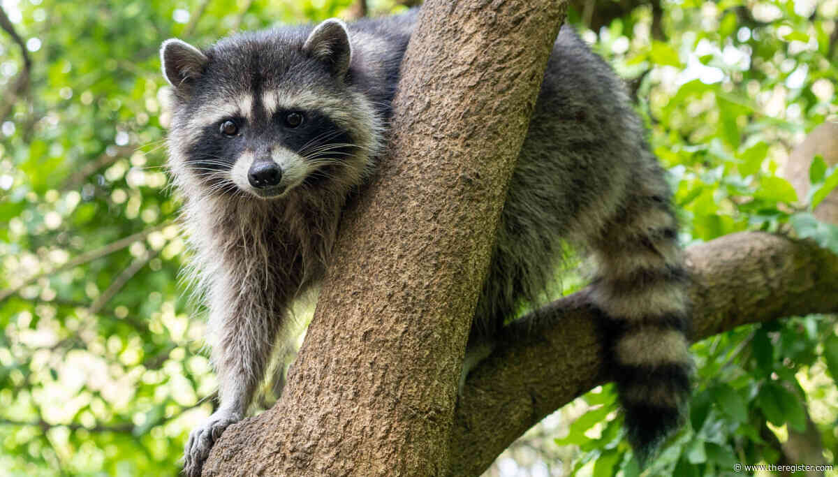 Canonical begins pushing Resolute Raccoon