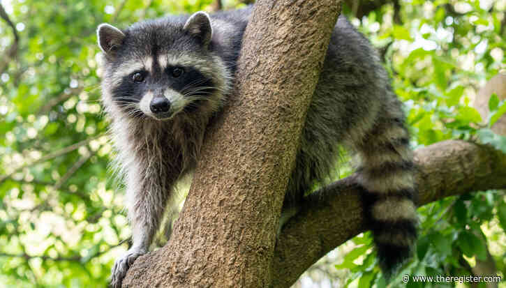 Canonical begins pushing Resolute Raccoon