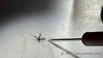 Pinellas County extends state of local emergency for dengue fever