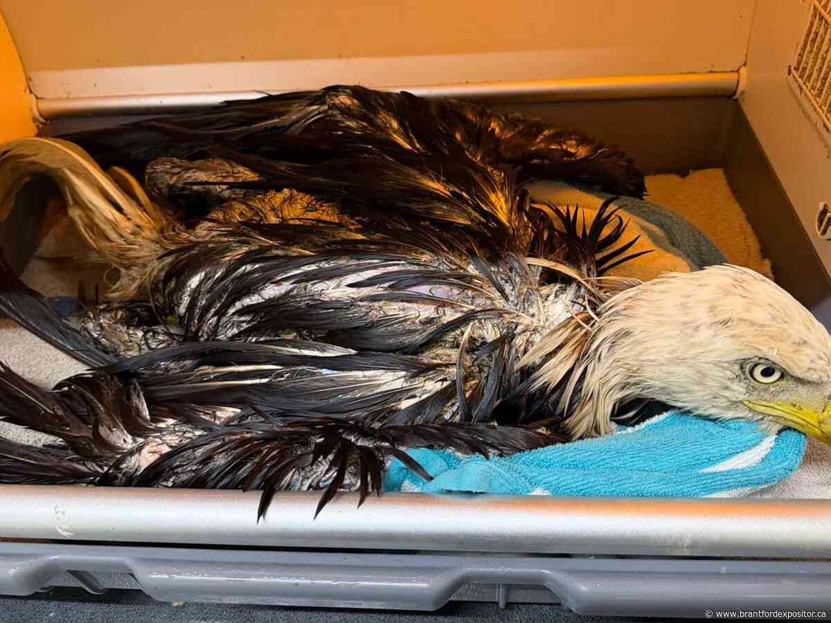 'Goo-covered' eagle rescued from Brantford landfill set free