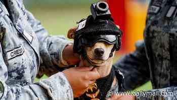 Meet the Mexican military's newest recruit - Comando the Chihuahua