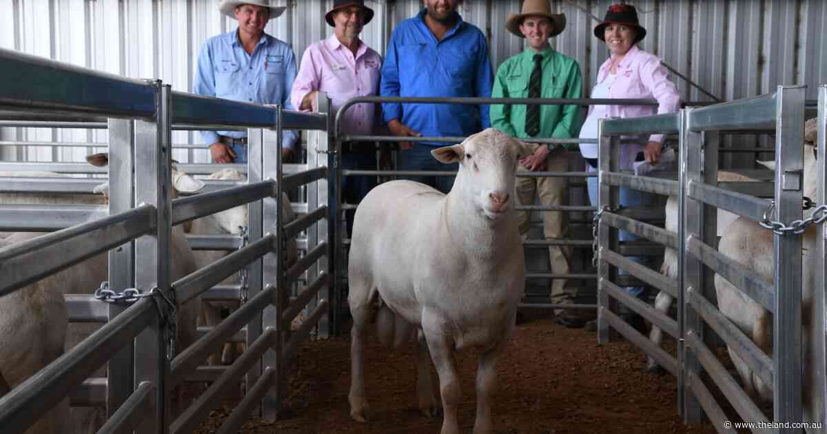 Top-priced Wild Oat ram heads west as Merino operation makes move to SheepMasters