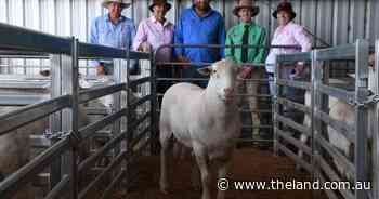 Top-priced Wild Oat ram heads west as Merino operation makes move to SheepMasters