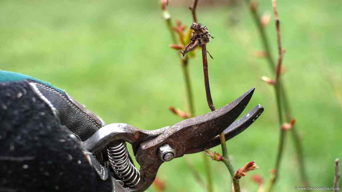 Full list of plants to prune in October for healthier growth next year