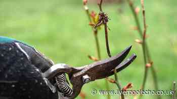 Full list of plants to prune in October for healthier growth next year