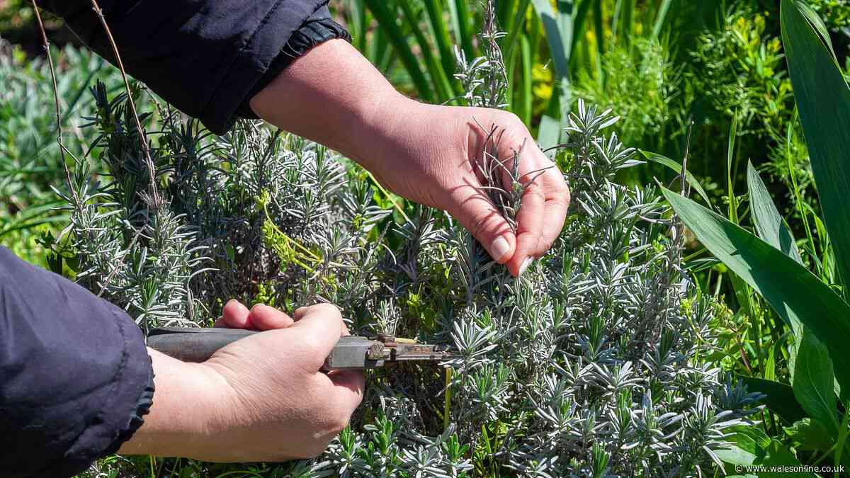 Prune 13 plants in October for healthier growth next year — time is running out