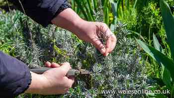 Prune 13 plants in October for healthier growth next year — time is running out