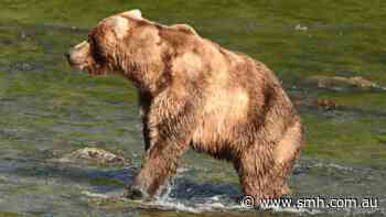 ‘Gloriously chunky’ brown bears compete in annual Fat Bear Week eat-off